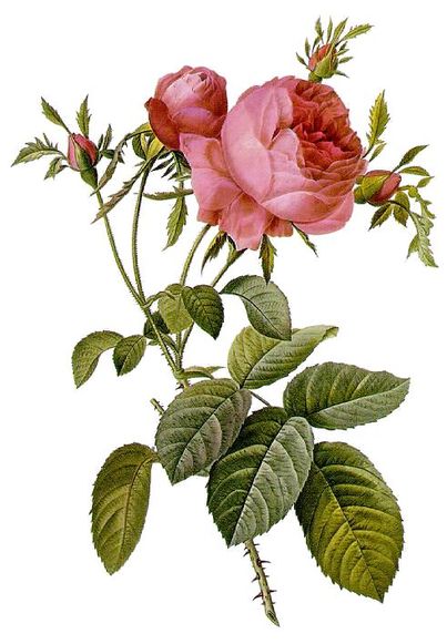 Rosa centifolia foliacea, volná licence, wikipedia.org