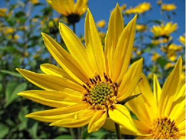 slunečnice, květina, žlutá, Public Domain CCO, pixabay.com