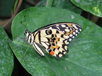 Motýl, CC0 1.0, http://pixabay.com