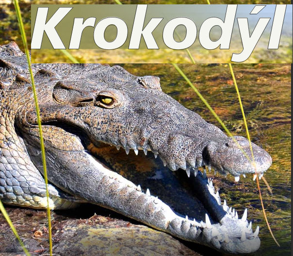 Krokodýl