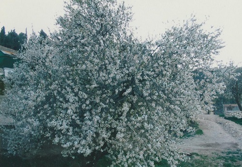 Rozkvetlý strom