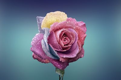 Orosená růže, volná licence, pixabay.com