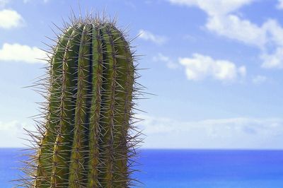 Kaktus, volná licence, pixabay.com