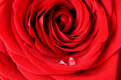 Růže, volná licence, pixabay.com