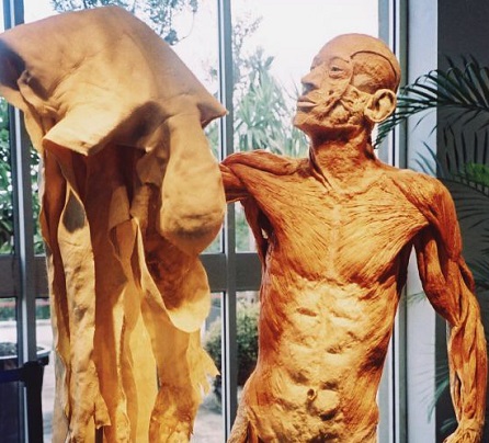 Paul Stevenson, Body Worlds - Skin Man, CC BY 2.0, flickr