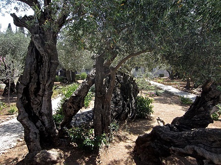 Jerusalem Garden of Gethsemane - Mount of Olives,  brionv, CC BY-SA 2.0, commons ...