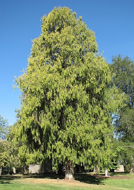 Cypřiš Cupressus funebris,Melburnian, CC BY 2.5, wikipedia