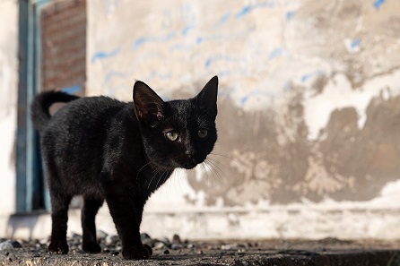 Černá kočka podle rozšířené pověry přináší smůlu, Manfred Werner (Tsui), CC BY-SA 4.0