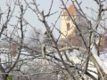 Kostel Kostel
