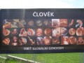 vyvoj cloveka