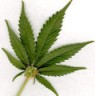 Marihuana Marihuana