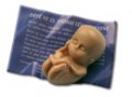 model 12týdenního plodu, http://prolife.cz model 12týdenního plodu, http://prolife.cz