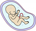 Embryo,foto: OpenClips, CC0 1.0, pixabay.com/cs