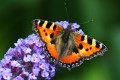 der-bilderknipser, CC0 Public Domain, pixabay.com der-bilderknipser, CC0 Public Domain, pixabay.com