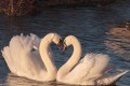 JulieMimages, CC0 Public Domain, pixabay JulieMimages, CC0 Public Domain, pixabay