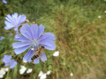 priroda priroda