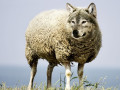 Vlk v rouše beránčím, https://pixabay.com/