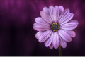 zdroj: www.pixabay.com, CCO (Volná licence) zdroj: www.pixabay.com, CCO (Volná licence)